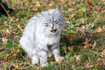 Naklejka na ściany i meble cute gray cat on the background of autumn foliage