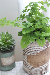 白いカーテン越しに飾ってるリメイク缶に入れた観葉植物