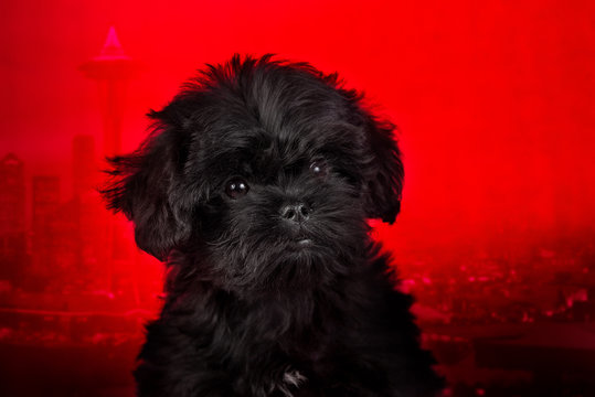 Affenpinscher puppy, portrait on a red background.