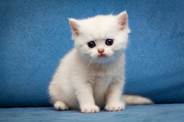 Fototapeta na wymiar Sad white British kitten sitting on a blue couch and looking at the camera