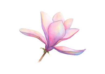 Fototapeta na wymiar Watercolor beautiful magnolia flower isolated on white background. Watercolour spring elegant botanical illustration