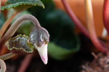 closed flower bud