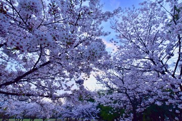 日本の夜景の桜