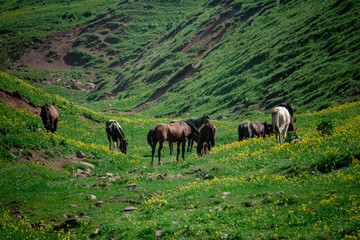 Horses graze in highlands