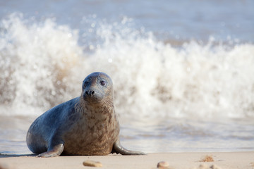 Vulnerable wildlife. Sad frightened looking young animal. Cute baby seal