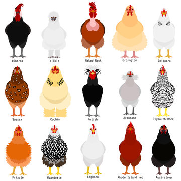 chicken chart with breeds name 
