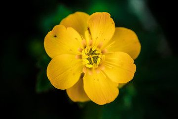  Mountain Yellow Flower
