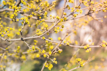 Flowers and buds of yellow color on tree in early spring. Concept of awakening nature from hibernation.