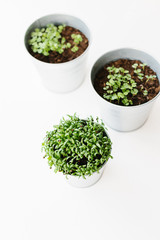 Herbs seedlings in metal pots