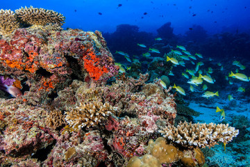 Obraz na płótnie Canvas Diving the Maldives