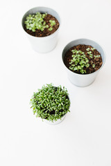 Herbs seedlings in metal pots