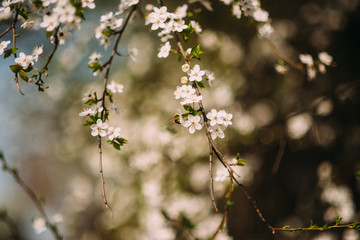 apple tree is blooming in the garden close up