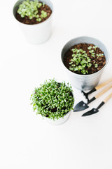 Obraz na płótnie Canvas Herbs seedlings in metal pots