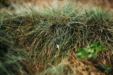 green grass growing up spring