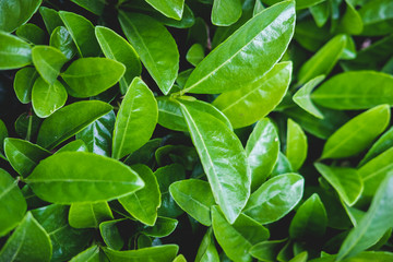 Green floral pattern of leaves. Natural background from above. Top view.