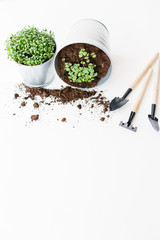Herbs seedlings in metal pots
