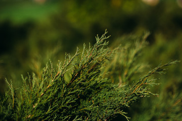 conifer shrubs growing up in the garden