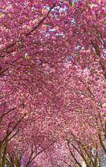 Kirschbl&uuml;te in Bonn