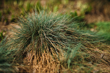 green grass growing up spring