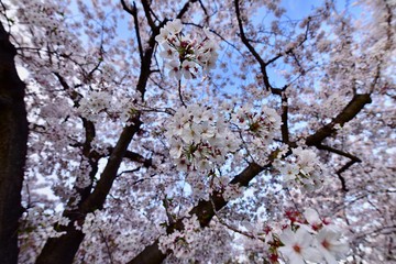 Fototapeta premium 日本の夜景の桜