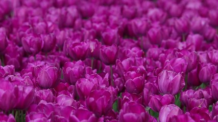 Purple Tulip