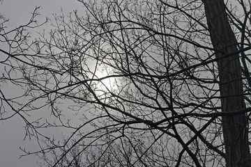 Sonne im Geäst