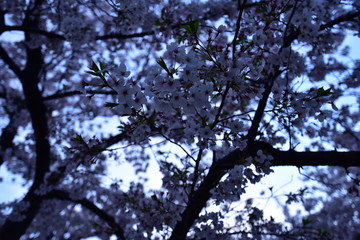 日本の夜景の桜