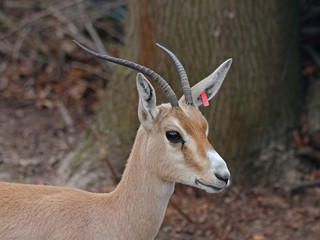Gazelle