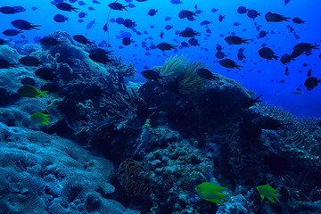 Fototapeta na wymiar gorgonian large branching coral on the reef / seascape underwater life in the ocean