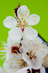 Sprig of cherry tree blooming in spring shot close-up on green background