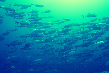 Fototapeta premium coral reef vintage toning / unusual landscape, underwater life, ocean nature