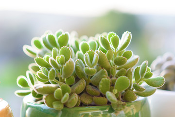 Cotyledon tomentosa Bears Paw succulent cactus plant in a flower pot on nature background. Welcome...