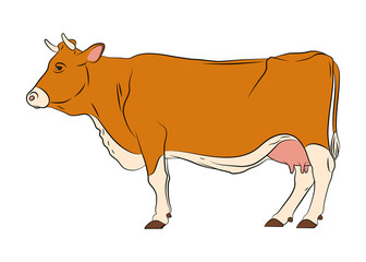 Cow isolated on white background. Vector 