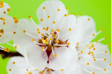 Sprig of cherry tree blooming in spring shot close-up on green background