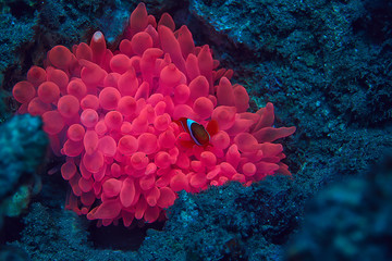 clown fish coral reef / macro underwater scene, view of coral fish, underwater diving