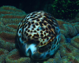 coral reef underwater / sea coral lagoon, ocean ecosystem