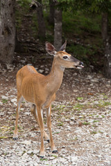 Naklejka na ściany i meble Vertical view of young female white-tailed deer standing staring to her left with tongue hanging out, Anticosti, Quebec, Canada