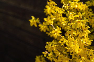 Bright yellow Forsythia glows with happiness on the spring sun against the black background of...