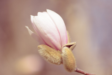 Fototapeta na wymiar Magnolia blossom