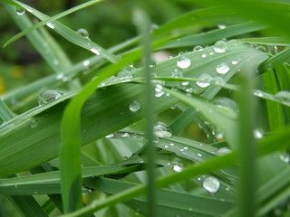  rain close-up grass green water dew nature drop plant rain macro flora
