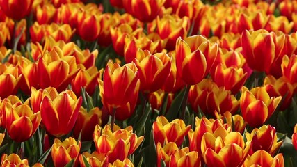 Red, Yellow Tulip Garden