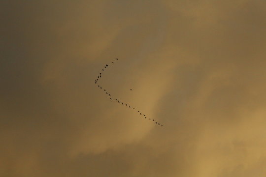 bando de pássaros voando no céu de nuvens laranjas