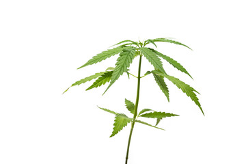 The Cannabis plant, Ganja