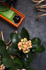 fashion lady set with fragrance and flower around black background