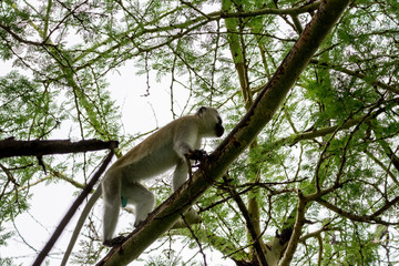 Portrait monkey in Uganda