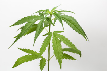 The Cannabis plant, Ganja