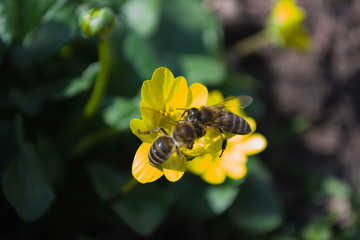 Bees collect nyctar from one yellow flower in spring