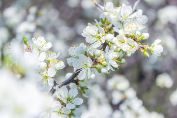 White cherry blossom, Soft focus
