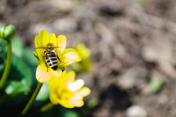 Bee deployed ass on a yellow flower close-up