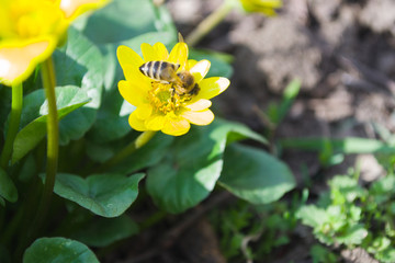 Bee deployed sideways on a yellow flower close-up